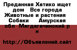 Преданная Хатико ищет дом - Все города Животные и растения » Собаки   . Амурская обл.,Магдагачинский р-н